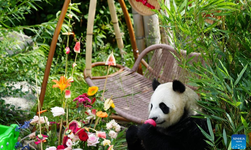 A giant panda enjoys food at Xining Panda House in Xining, capital city of northwest China's Qinghai Province, June 30, 2024. (Xinhua/Du Xiaowei)