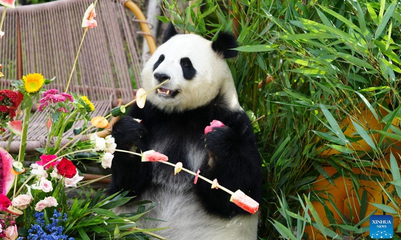 A giant panda enjoys food at Xining Panda House in Xining, capital city of northwest China's Qinghai Province, June 30, 2024. (Xinhua/Du Xiaowei)