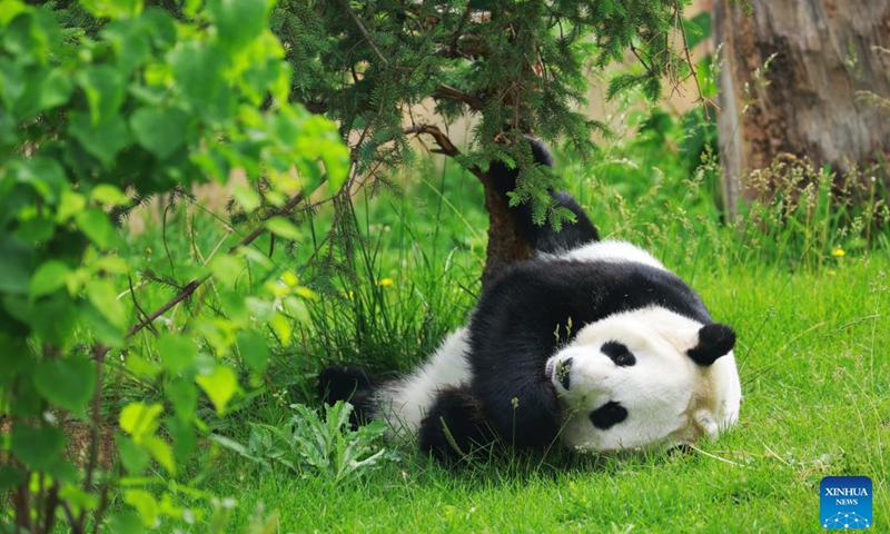 A giant panda has fun at Xining Panda House in Xining, capital city of northwest China's Qinghai Province, June 30, 2024. (Xinhua/Li Ning)