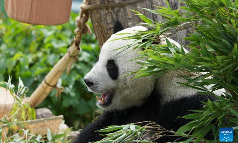 A giant panda eats bamboo at Xining Panda House in Xining, capital city of northwest China's Qinghai Province, June 30, 2024. (Xinhua/Li Ning)